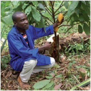 Where we are today: Global Network for Cacao Genetic Resources